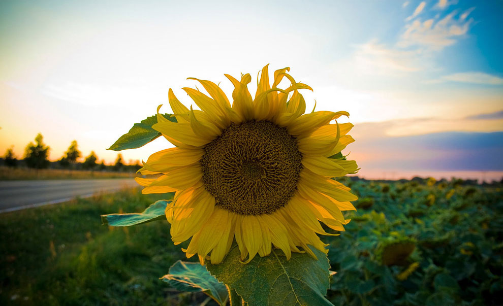 Из истории подсолнечника - цветка солнца