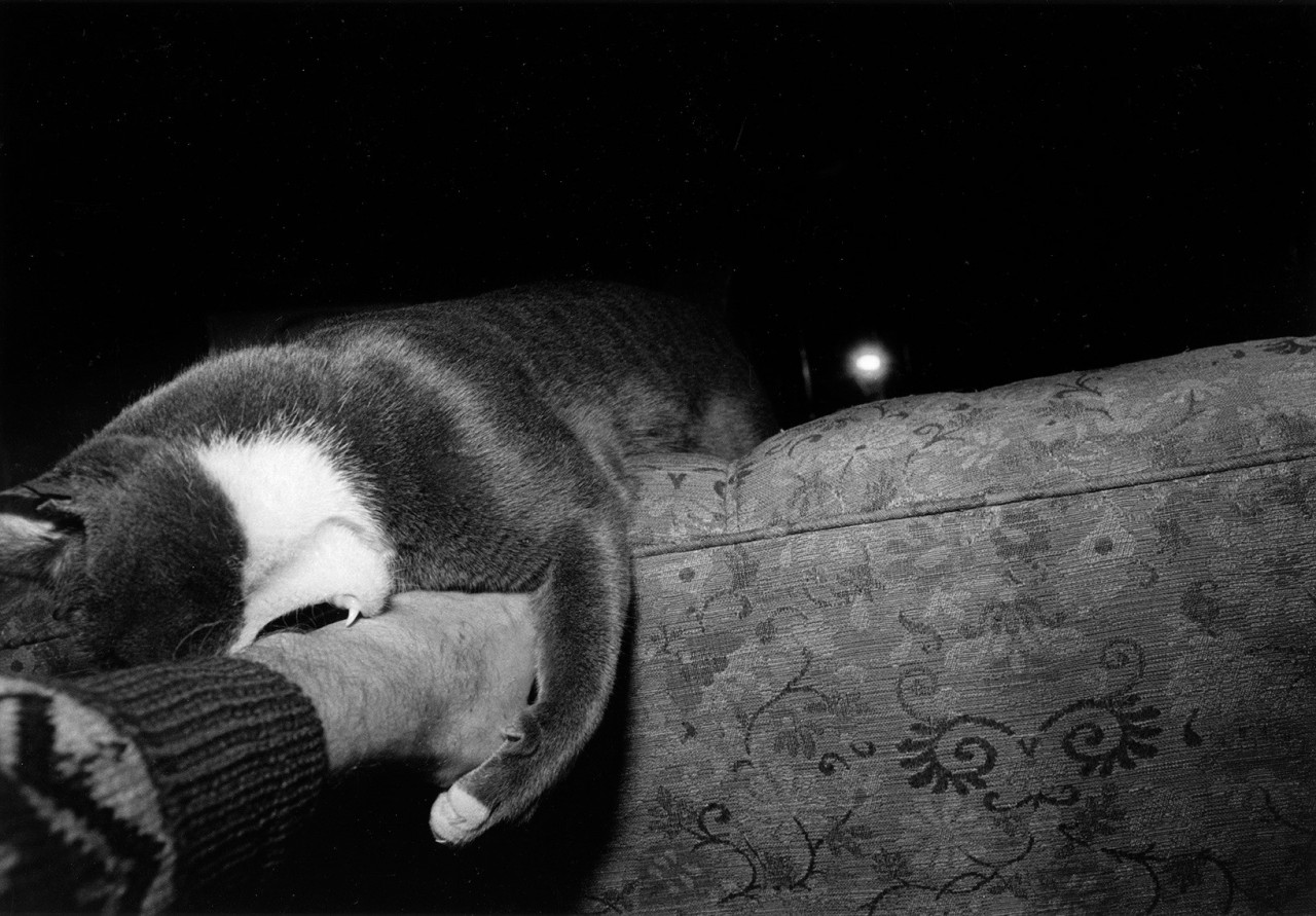 Эрни: мемуары фотографа - книга, посвященная коту