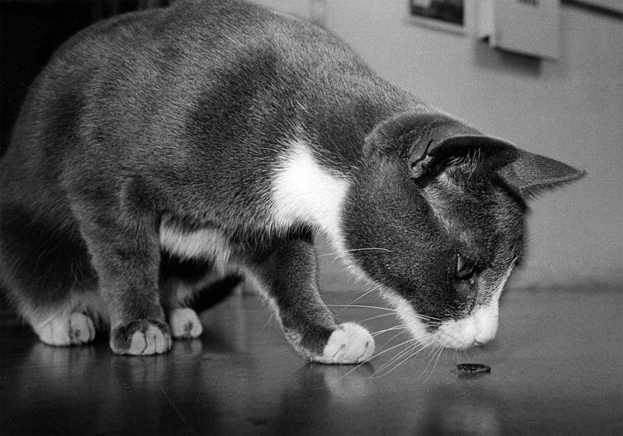 Эрни: мемуары фотографа - книга, посвященная коту