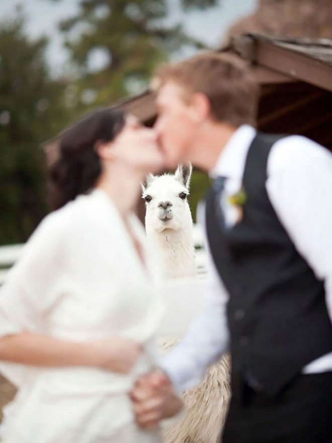 Забавные случайные свадебные фотобомбы