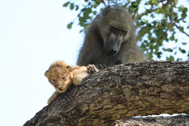 Бабуин и львёнок повторили знаменитую сцену из Короля льва