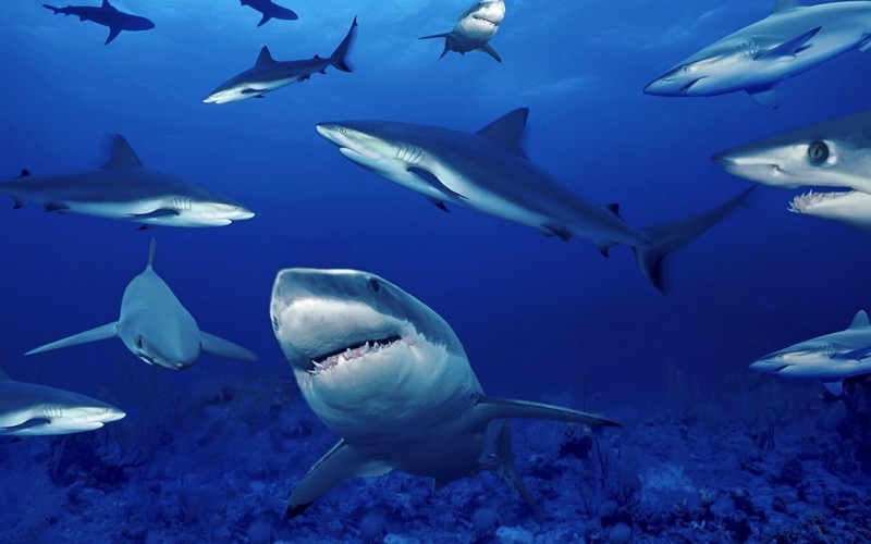 Любопытные факты об акулах