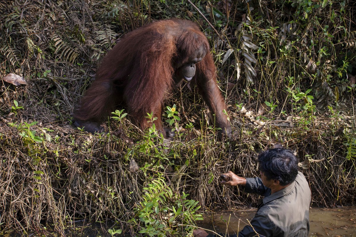 Орангутан пытался помочь стоявшему в воде мужчине 