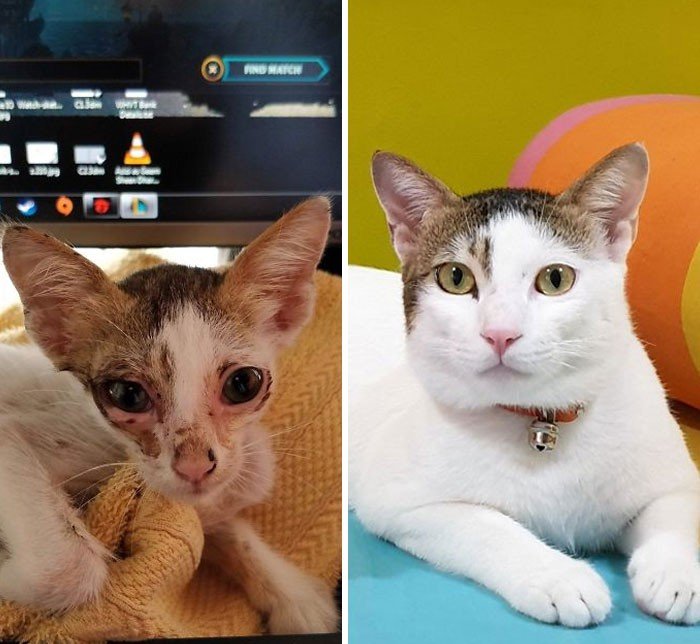 Подобранные на улице коты на снимках: до и после