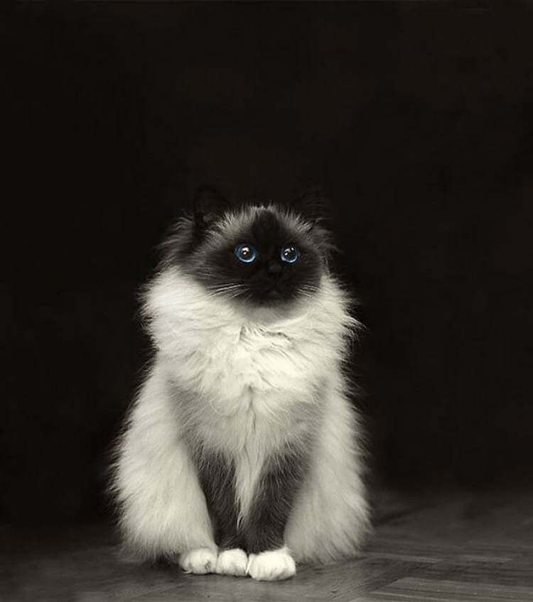 Максимально пушистые коты на снимках