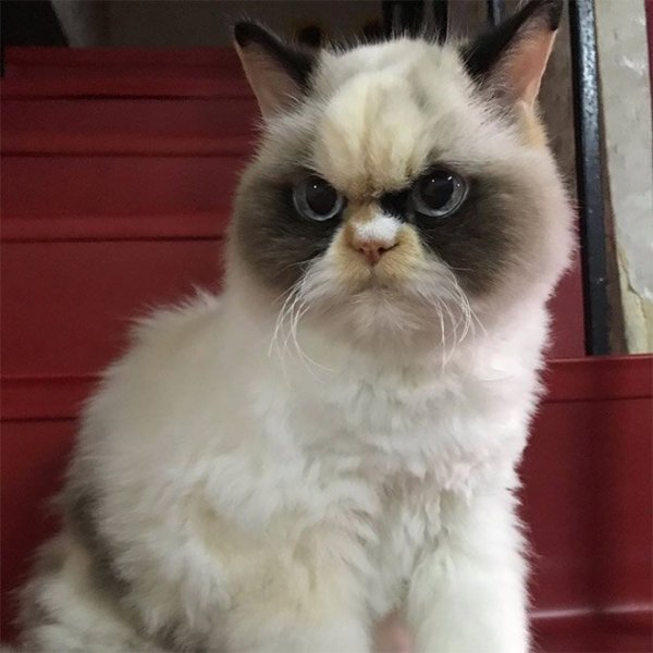 Новая Сердитая Кошка выглядит более злой, чем ее предшественница