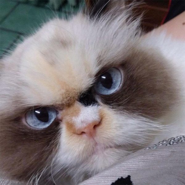 Новая Сердитая Кошка выглядит более злой, чем ее предшественница