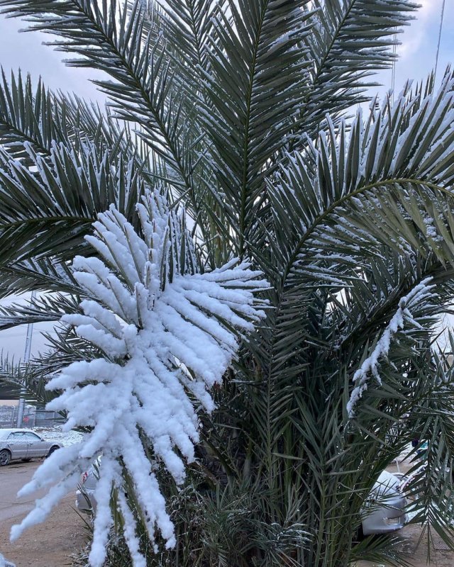 В Багдаде выпал снег впервые за 12 лет