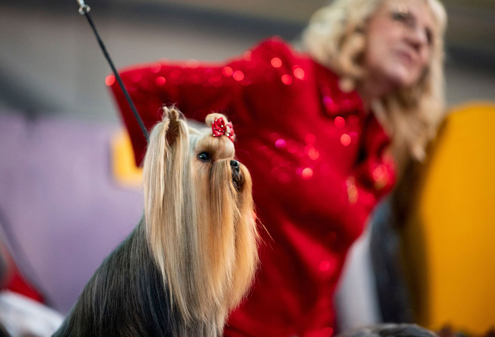 Выставка собак Westminster Kennel Club 2020 прошла в США