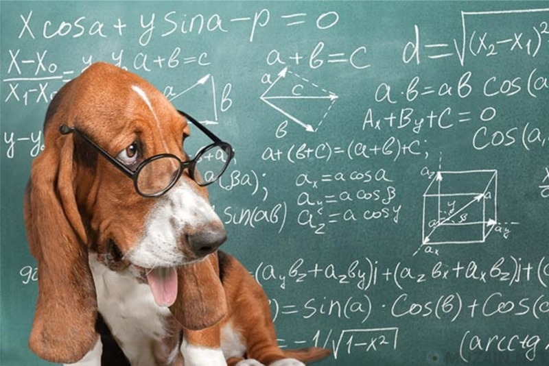 Любопытные факты об интеллекте собак