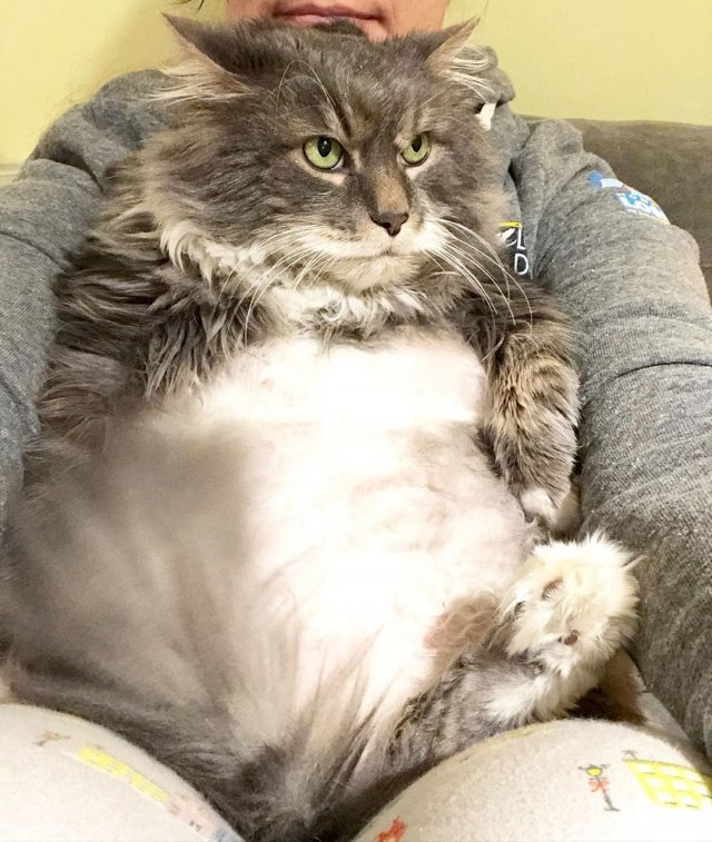 Очаровательный кот-толстопуз Уилфорд уже сидит на диете