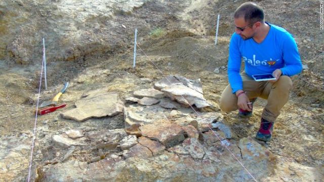Ученые нашли останки черепахи, которым примерно 13 млн лет