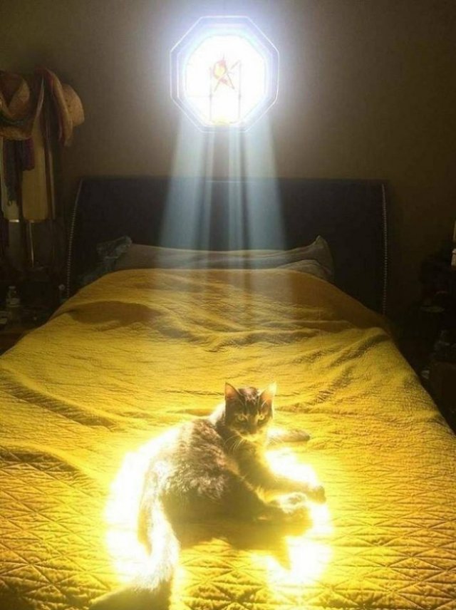 А может кошки на самом деле божества?