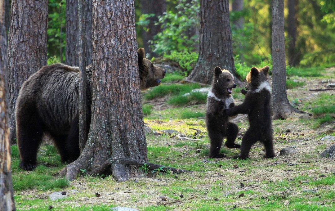 Танцующие медвежата в финском лесу