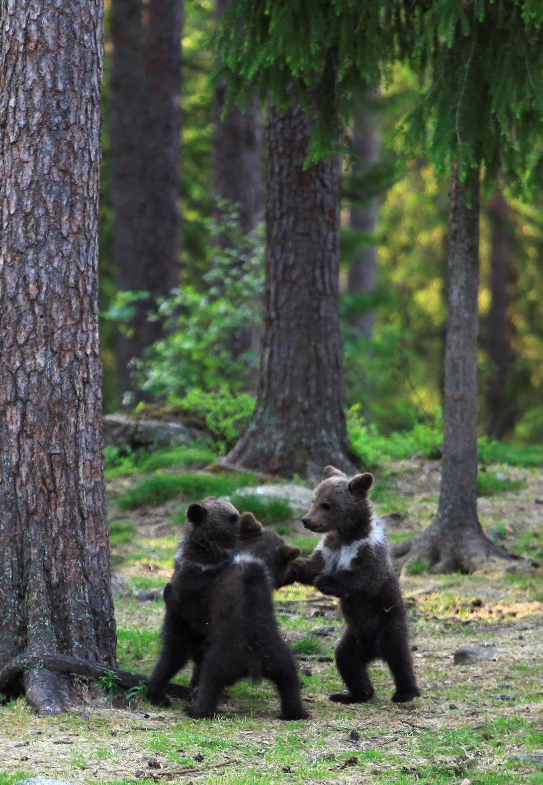 Танцующие медвежата в финском лесу