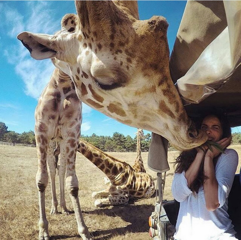 Жираф и человек