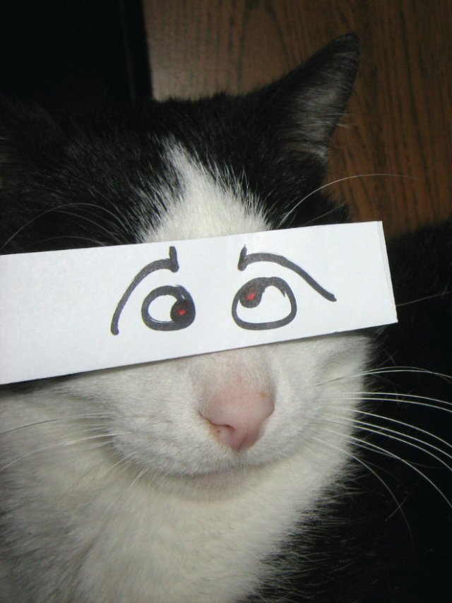 Котики с нарисованными глазами