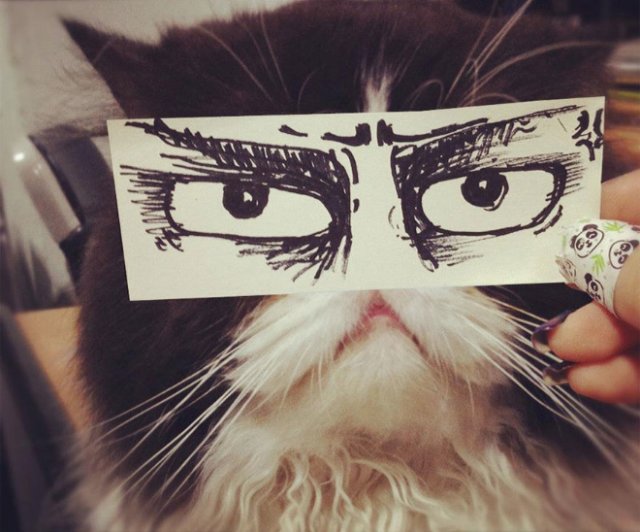 Котики с нарисованными глазами