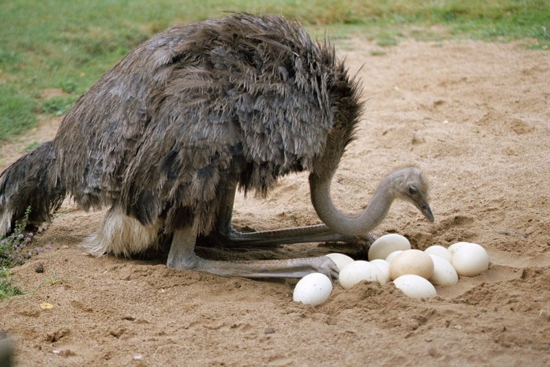 Самые большие яйца среди животных и птиц