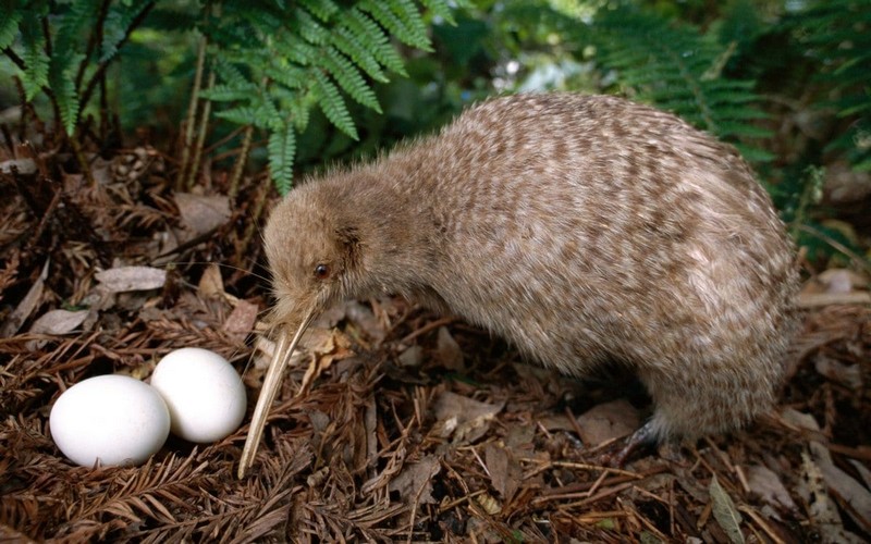 Самые большие яйца среди животных и птиц