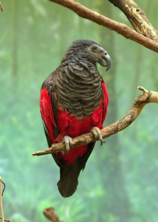 Величественный и зловещий попугай из Папуа-Новой Гвинеи