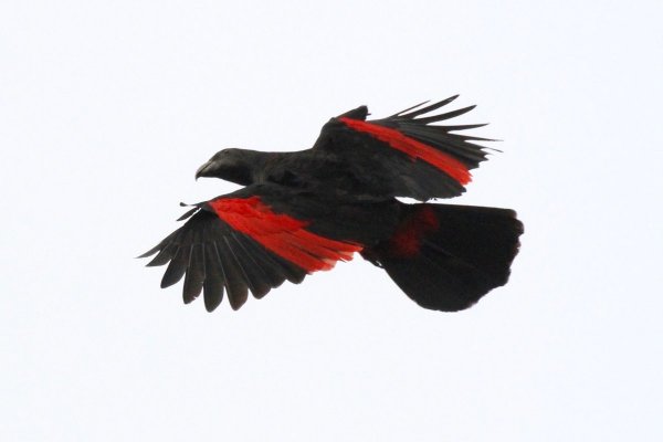 Величественный и зловещий попугай из Папуа-Новой Гвинеи