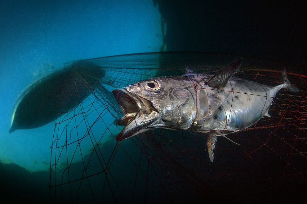 Победители конкурса подводной фотографии Underwater Photographer of the Year 2020