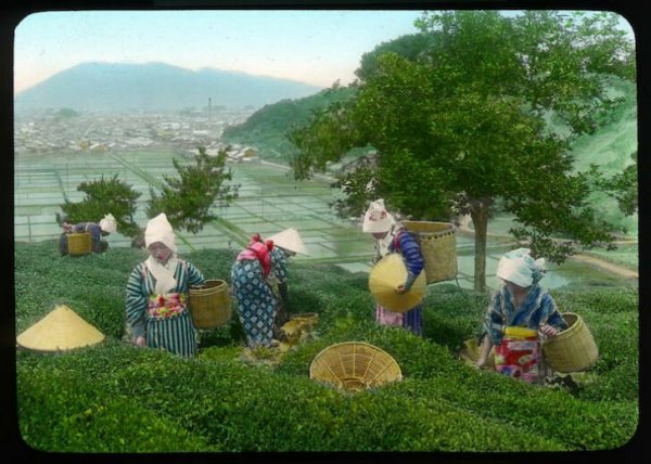 Tea előállítása Japánban a 20. század elején