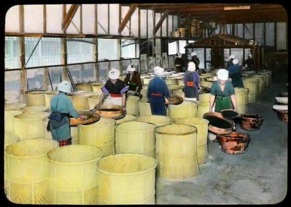 Tea előállítása Japánban a 20. század elején