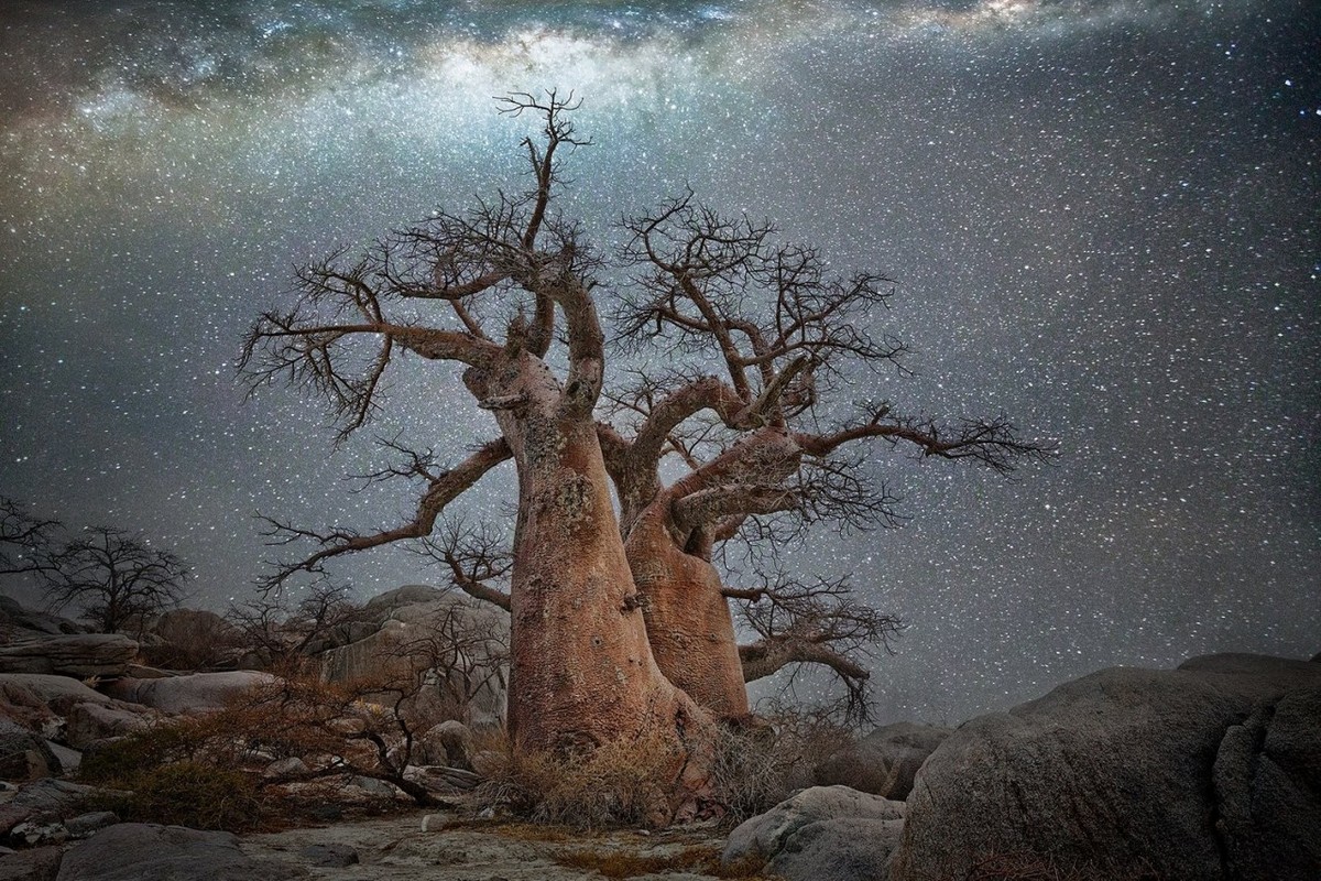 Портреты старейших в мире деревьев под звездным небом от Бет Мун
