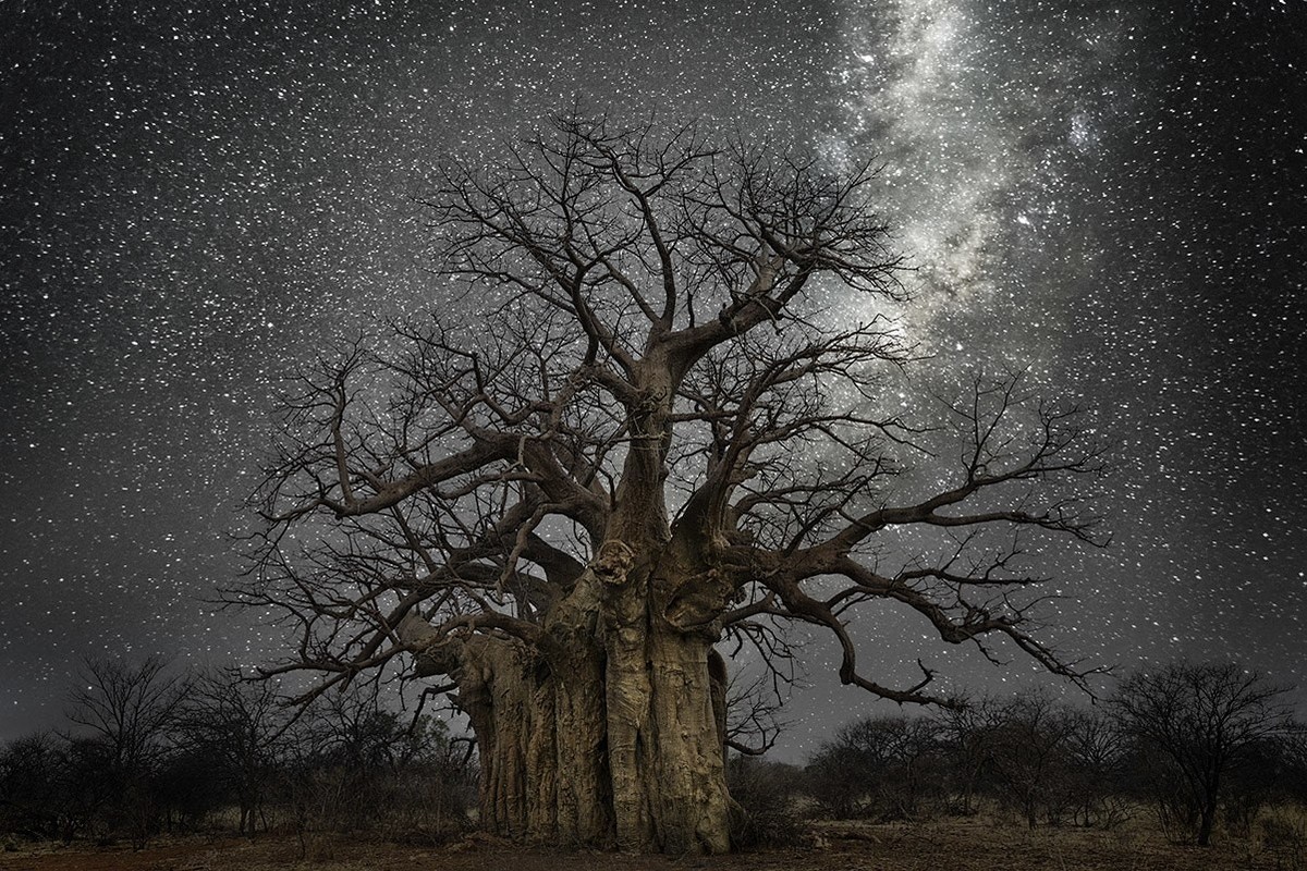Портреты старейших в мире деревьев под звездным небом от Бет Мун