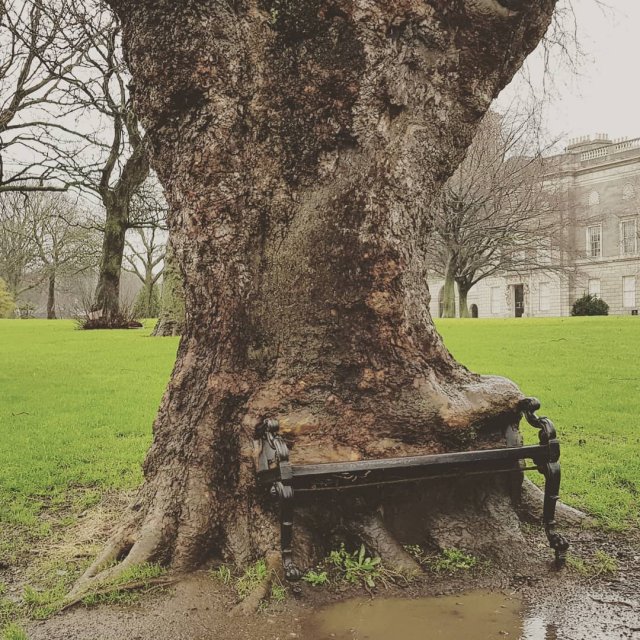 Голодное дерево возле Кингс-Иннс в Дублине