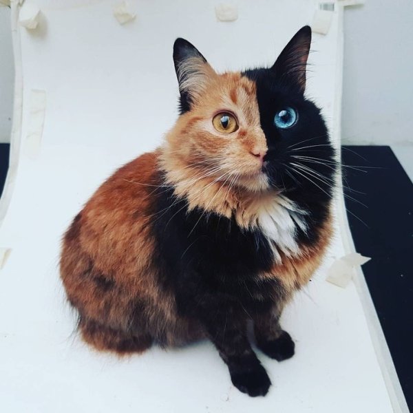 Необычные кошки и котики с уникальной внешностью