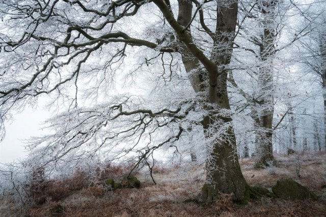 Художественные фотографии зимнего леса от Хейко Герлихера