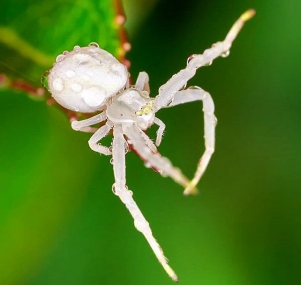 Ад арахнофоба: красота пауков в объективе