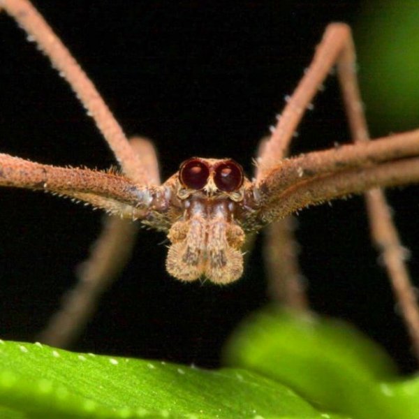 Ад арахнофоба: красота пауков в объективе