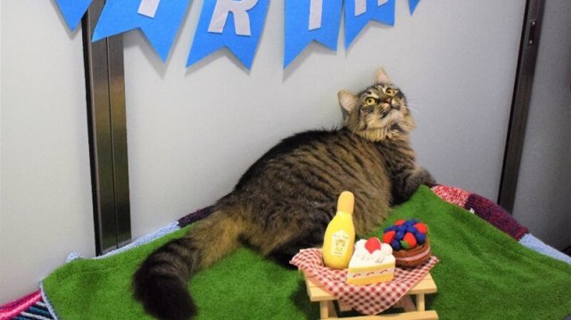 Сотрудники приюта устроили праздник для одинокой кошки