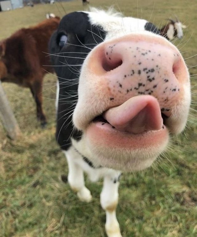 Аккаунт в Twitter, где каждый день публикуют снимки коров