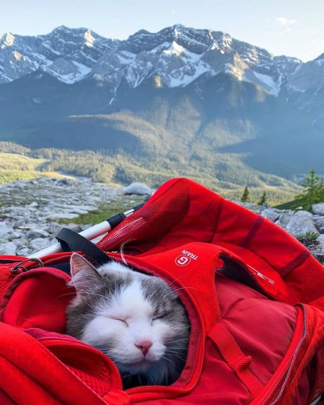 Кот по кличке Гэри, который любит ходить в горы