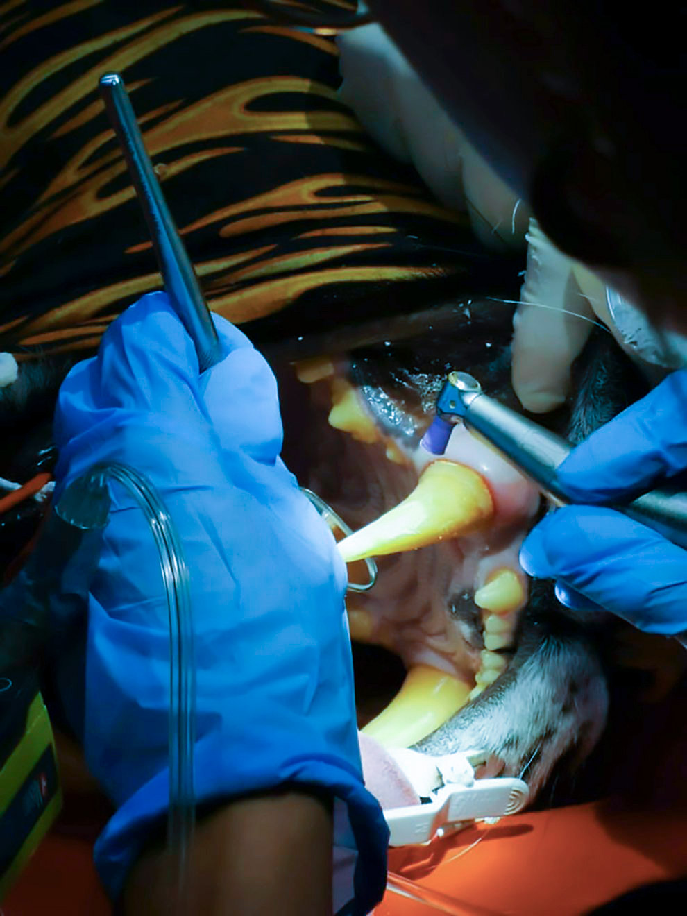 Стоматологи помогли тигрице золотым зубом