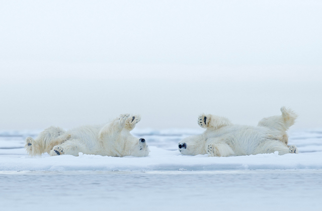 Как впадают в зимнюю спячку белые медведи