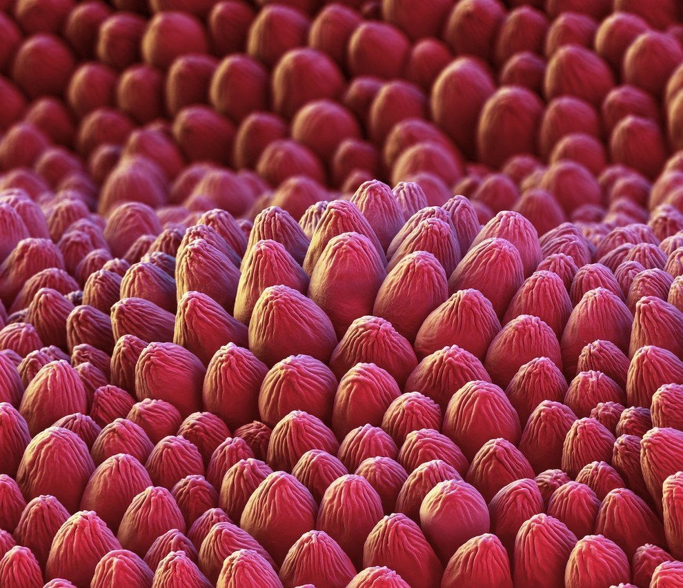 Удивительная красота цветов под микроскопом