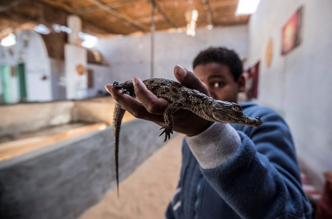 В египетской деревне держат крокодилов в качестве домашних животных