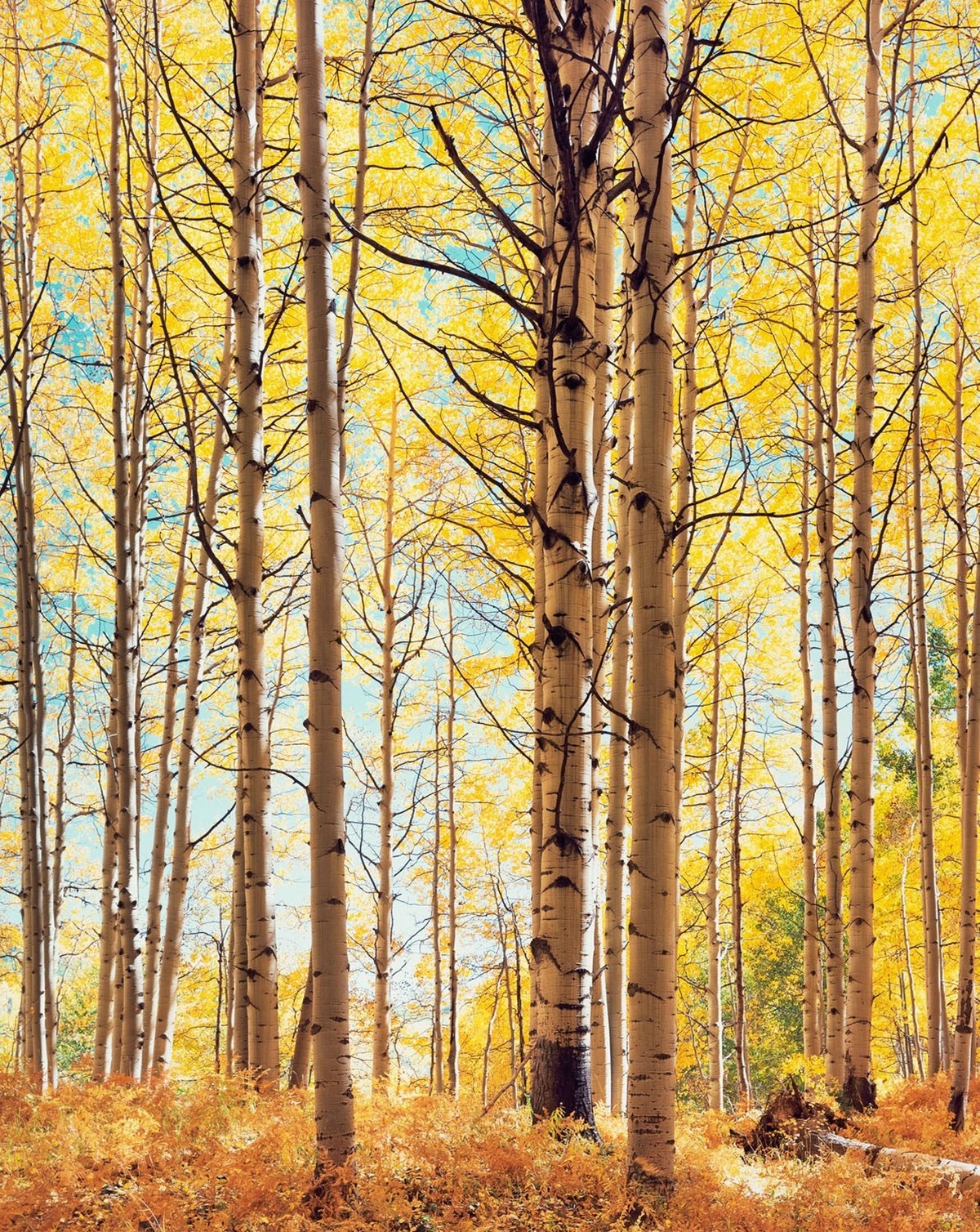 Красота деревьев на снимках Кристофера Бёркетта