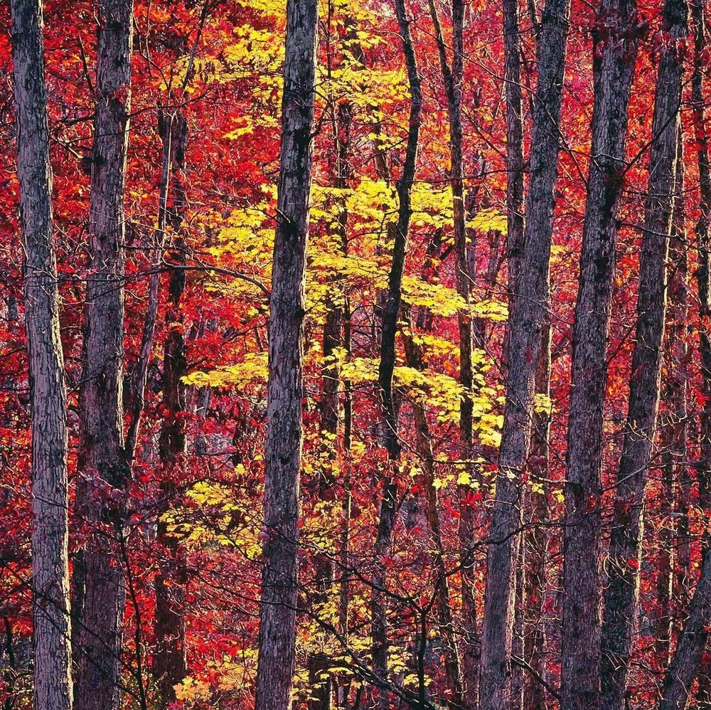 Красота деревьев на снимках Кристофера Бёркетта