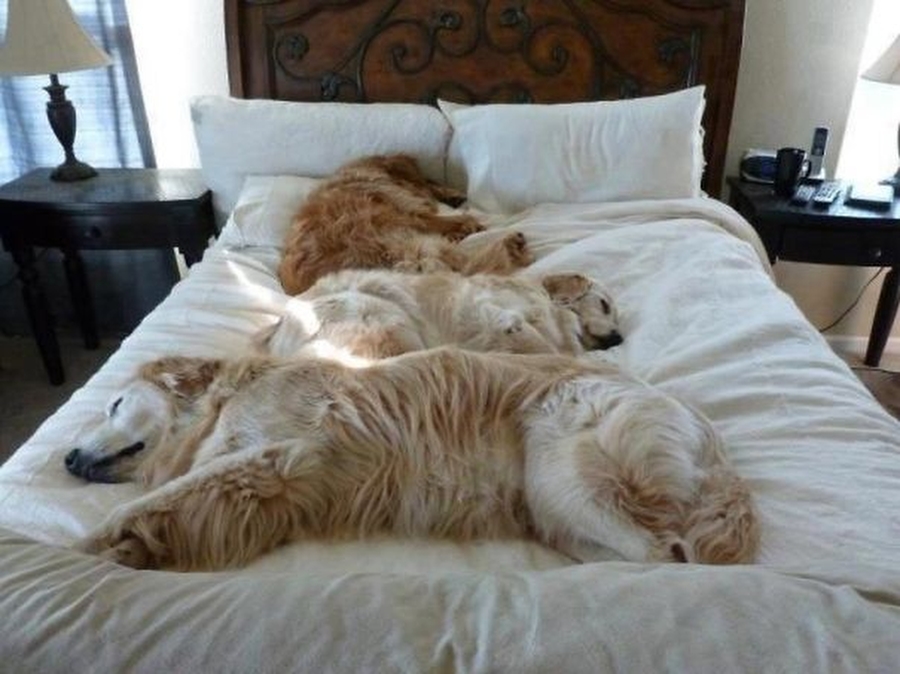 Собаки спят в хозяйской постели — могут себе позволить