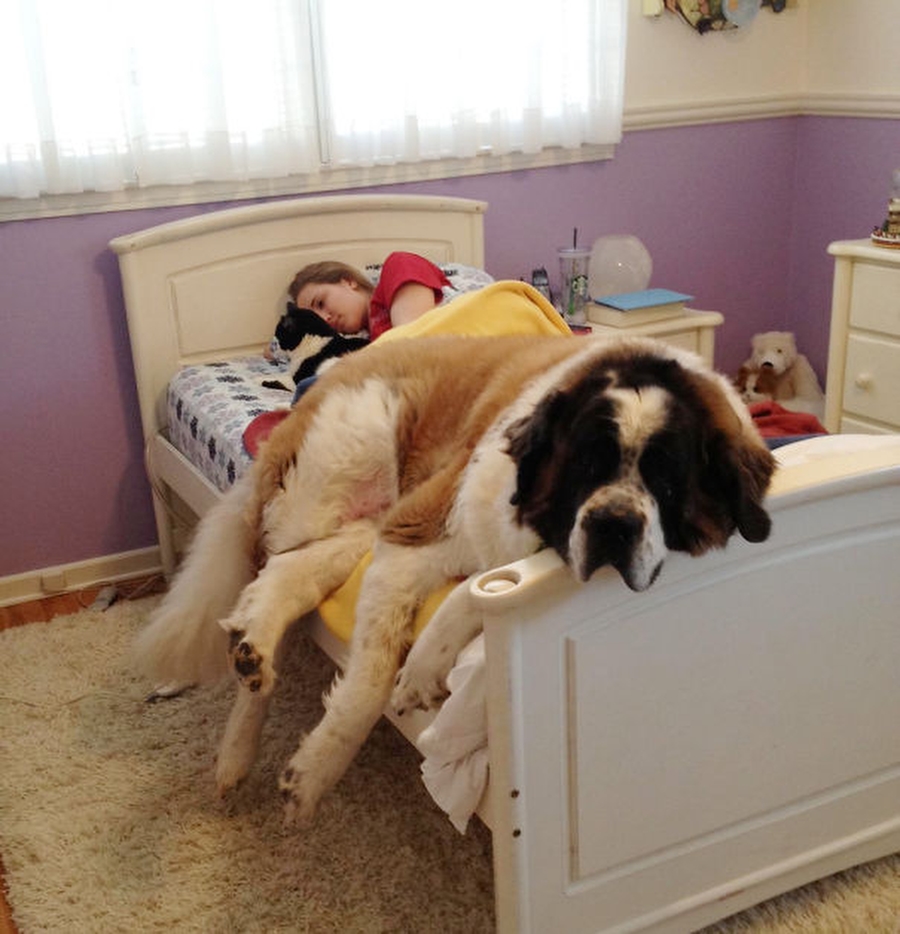 Собаки спят в хозяйской постели — могут себе позволить