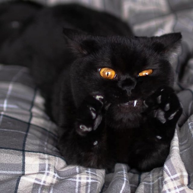 Черные котики что-то замышляют