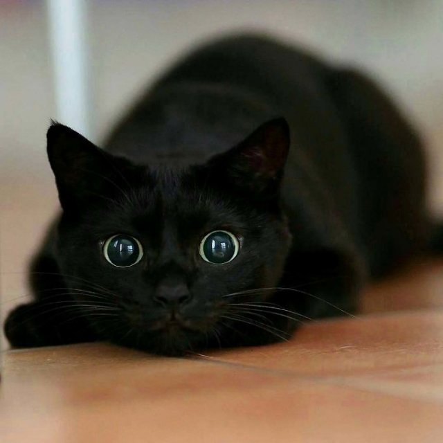 Черные котики что-то замышляют