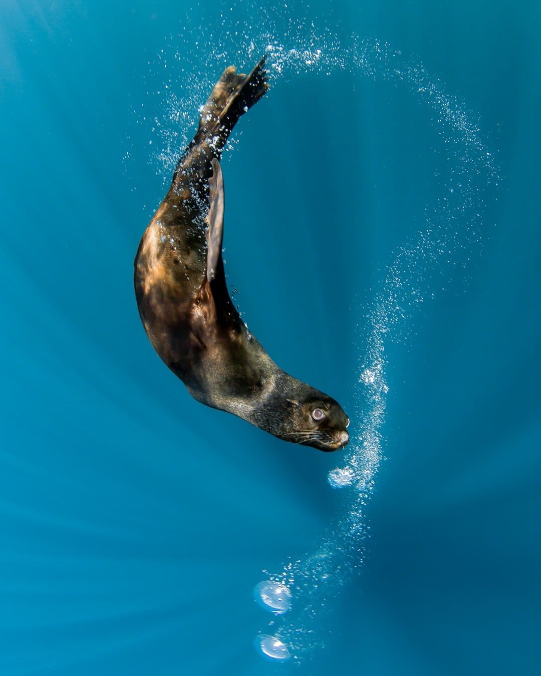 Замечательные подводные снимки от Нади Али